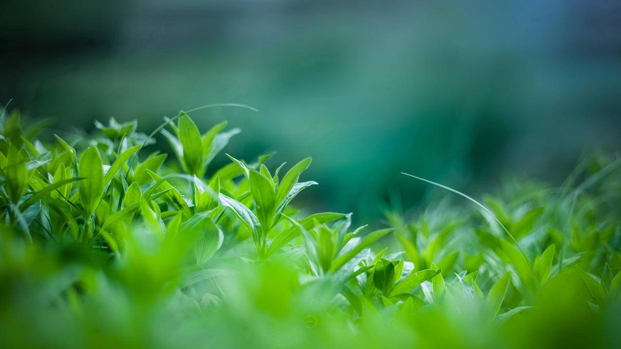 空间说说赞免费 - qq赞豪网,关注的网站,专业qq赞网站